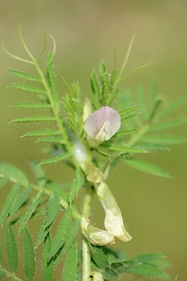 BUITEN BEELD Foto: 203306