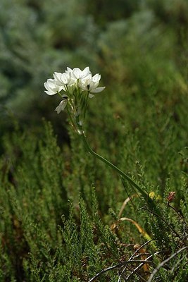BUITEN BEELD Foto: 203325