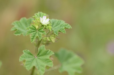 BUITEN BEELD Foto: 203383