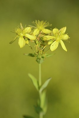 BUITEN BEELD Foto: 203388