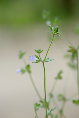 BUITEN BEELD Foto: 203390