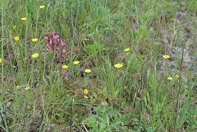 BUITEN BEELD Foto: 203419