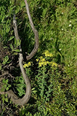 BUITEN BEELD Foto: 203431