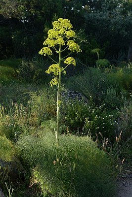 BUITEN BEELD Foto: 203443