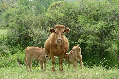 BUITEN BEELD Foto: 203553