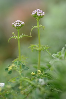 BUITEN BEELD Foto: 203617