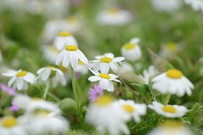 BUITEN BEELD Foto: 203658