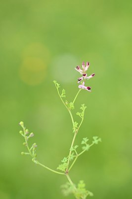 BUITEN BEELD Foto: 203659