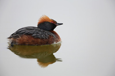 BUITEN BEELD Foto: 203666