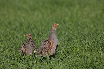 BUITEN BEELD Foto: 203675
