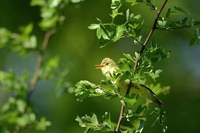 BUITEN BEELD Foto: 203686