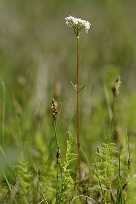 BUITEN BEELD Foto: 203747