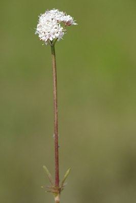 BUITEN BEELD Foto: 203767