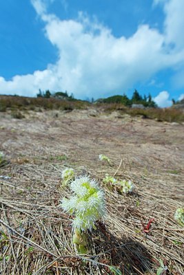 BUITEN BEELD Foto: 203796