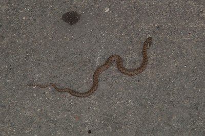 BUITEN BEELD Foto: 203820