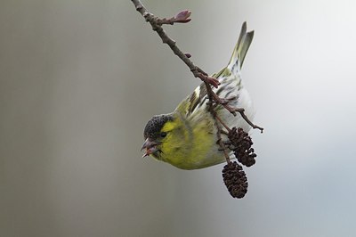 BUITEN BEELD Foto: 203942