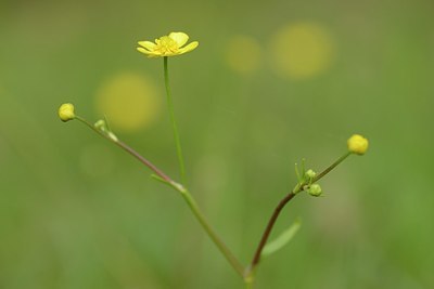 BUITEN BEELD Foto: 203952