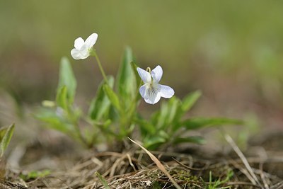 BUITEN BEELD Foto: 203967