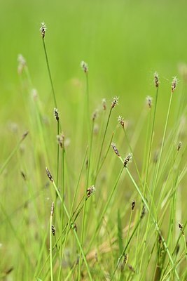 BUITEN BEELD Foto: 203973