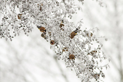 BUITEN BEELD Foto: 203981
