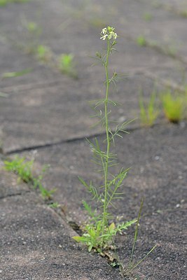 BUITEN BEELD Foto: 203997