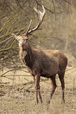 BUITEN BEELD Foto: 204017