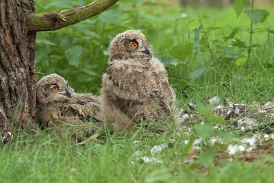 BUITEN BEELD Foto: 204051