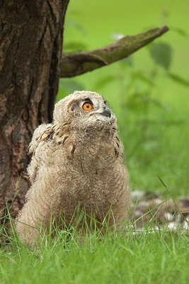 BUITEN BEELD Foto: 204058