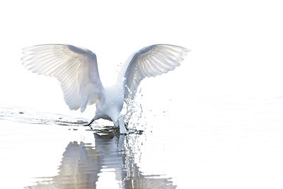BUITEN BEELD Foto: 204122