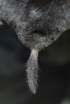 BUITEN BEELD Foto: 204137