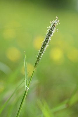 BUITEN BEELD Foto: 204163