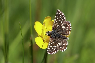 BUITEN BEELD Foto: 204167