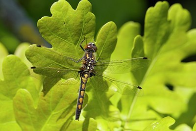 BUITEN BEELD Foto: 204178