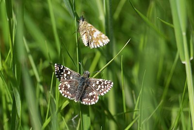 BUITEN BEELD Foto: 204224