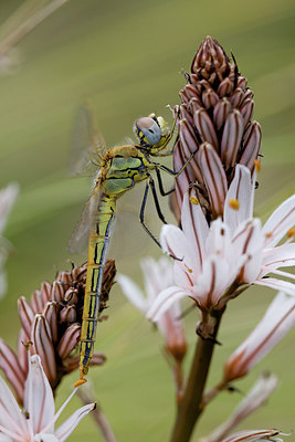 BUITEN BEELD Foto: 204229