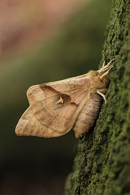 BUITEN BEELD Foto: 204235