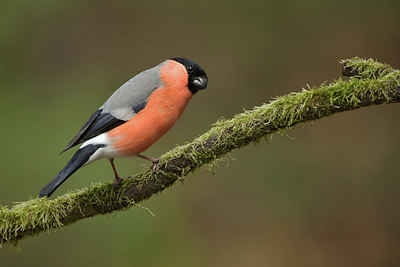 BUITEN BEELD Foto: 204249