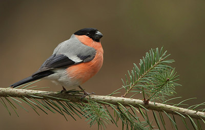 BUITEN BEELD Foto: 204250