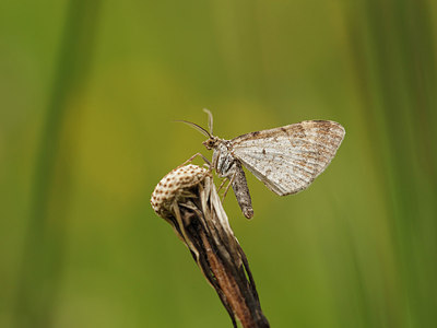BUITEN BEELD Foto: 204307