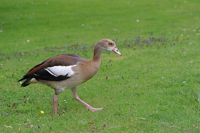 BUITEN BEELD Foto: 204365