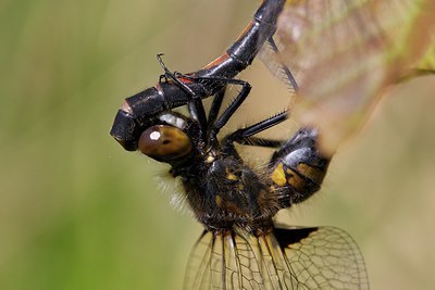 BUITEN BEELD Foto: 204419