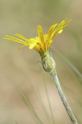 BUITEN BEELD Foto: 204424