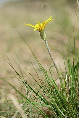 BUITEN BEELD Foto: 204425