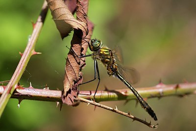 BUITEN BEELD Foto: 204437