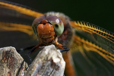 BUITEN BEELD Foto: 204453