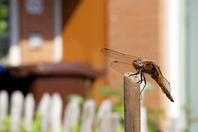 BUITEN BEELD Foto: 204456