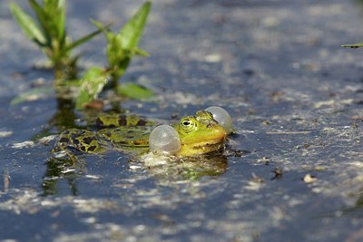 BUITEN BEELD Foto: 204466