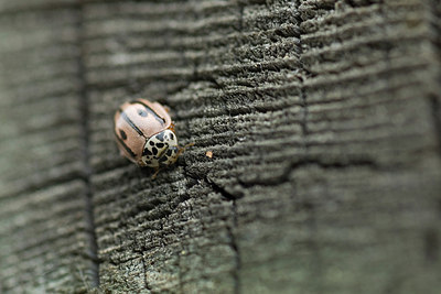 BUITEN BEELD Foto: 204516