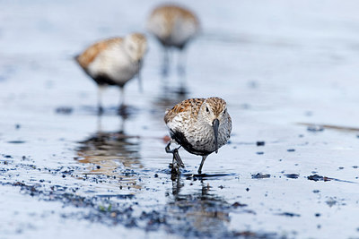 BUITEN BEELD Foto: 204518
