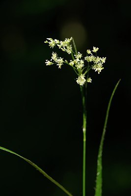 BUITEN BEELD Foto: 204543